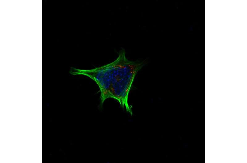 Bile acids trigger satiety in the brain