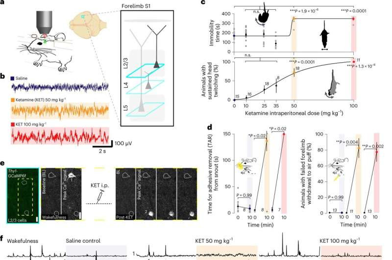 Study gives peek of how ketamine acts as 'switch' in the brain