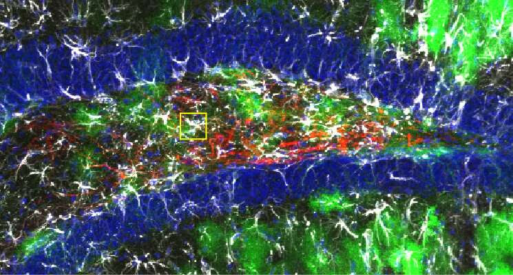 Lack of key neuropeptide induces neuroinflammation to impair neural stem cells and limit new neuron production