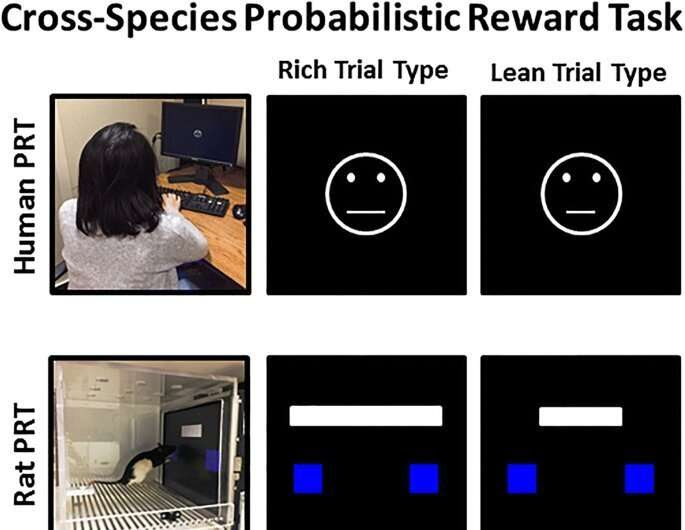 Dopamine modulation could help to treat stress-induced anhedonia