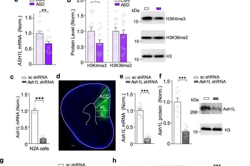 How a top-ranking risk gene for autism spectrum disorders causes seizures