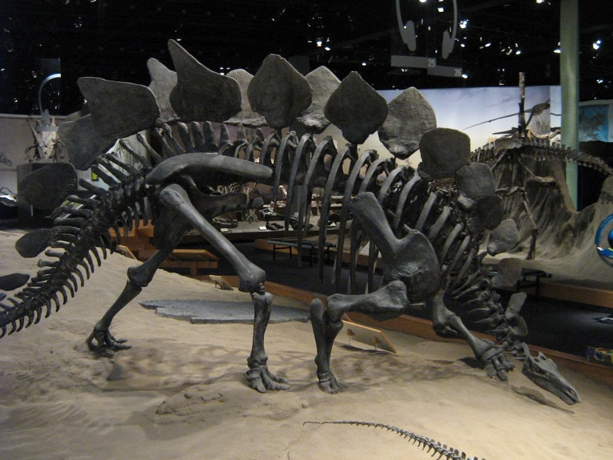 Image result for fossil dinosaurs
