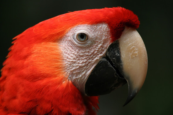 Free flying scarlet macaw...