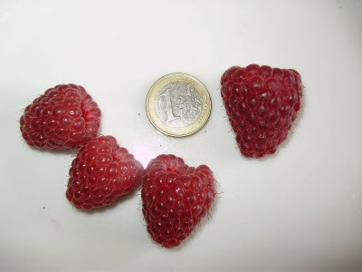Raspberry Joan J size comparison with 1 euro coin Raspberry Joan J size comparison with 1 euro coin