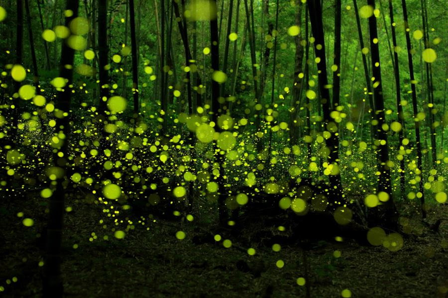 Πυγολαμπίδες σε δάσος της Ιαπωνίας