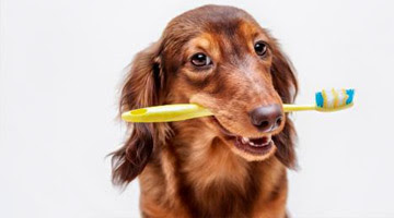Problemas dentales en el perro, cómo cuidar su dentadura