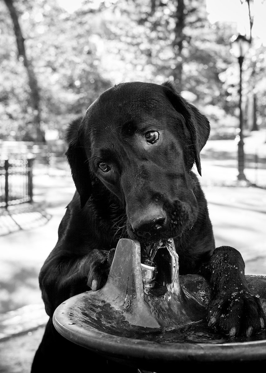 Walter the American Labrador drinking water from a water fountain.