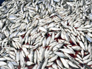 Media Blackout On Apocalyptic Fish Kills, Animal Dieoffs Connection To  Demonic Global Weather Patterns [picture, Video]
