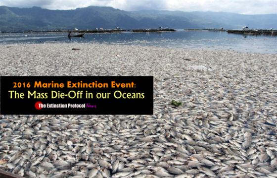 Marine die-offs accelerate across the globe – and no one seems to know why Ele-marine-die-off