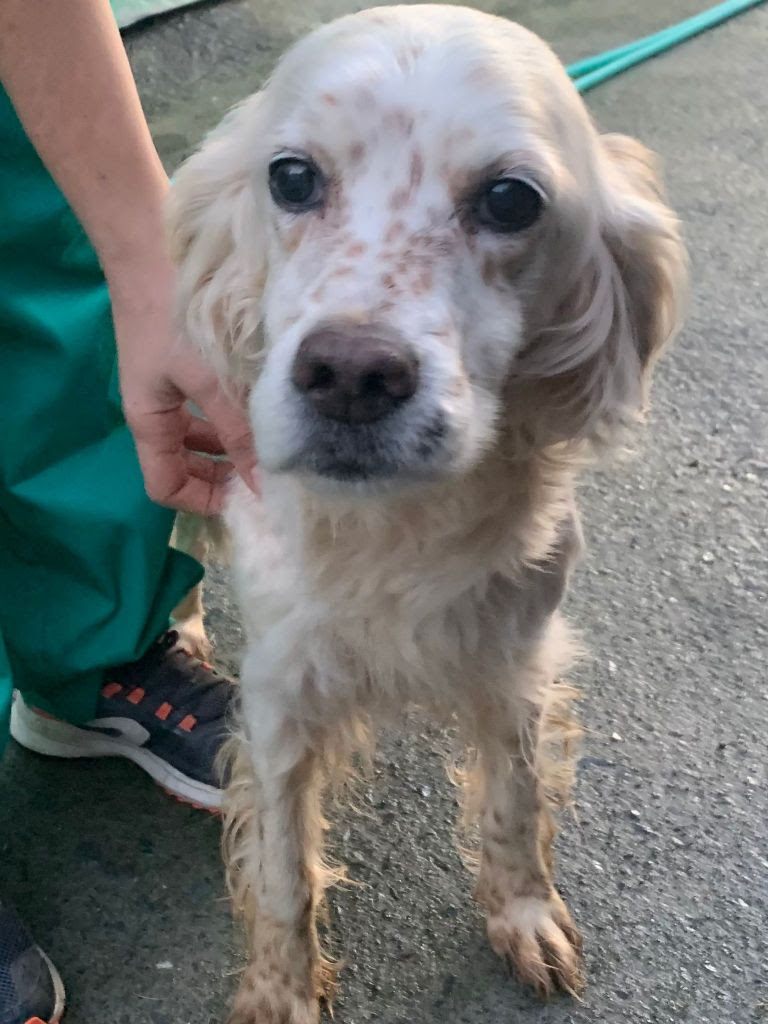 Txispas - 10 year old female English Setter available for adoption