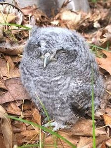 small grey owl in leaves