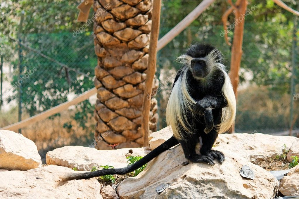 Résultat de recherche d'images pour "colobe singe"