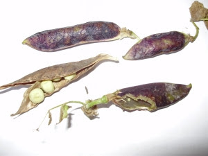 Mouse damage of precious Purple Podded peas - the joys of seed saving! Mouse damage of precious Purple Podded peas - the joys of seed saving!