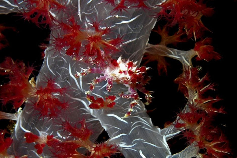 Cua san hô mềm - Hoplophirs oatesii