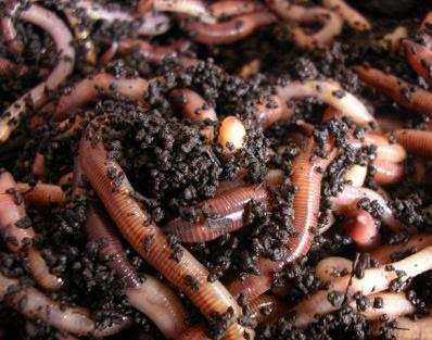 Learn more about vermicomposting at the library on Sunday.