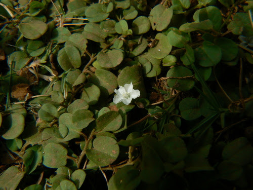 Evolvulus nummularius (L.) L.