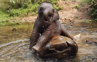 Yili collaborated with the China Green Foundation on habitat preservation for Asian elephants. Yili collaborated with the China Green Foundation on habitat preservation for Asian elephants.