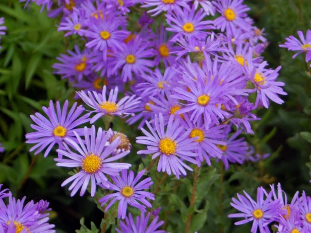 Aster (genus) - Wikipedia