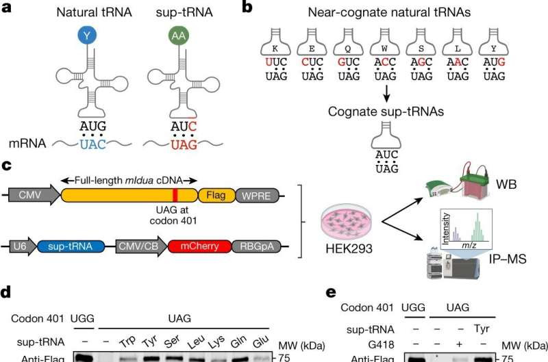 Research supports development of new suppressor-tRNA-based gene therapies