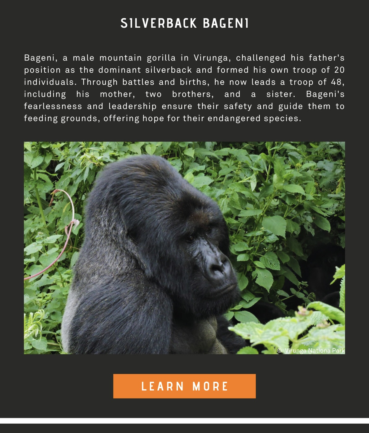 Bageni, a male mountain gorilla in Virunga, challenged his father's position as the dominant silverback and formed his own troop of 20 individuals.