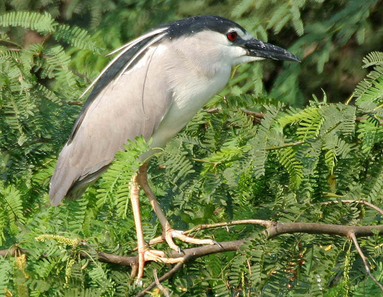 File:Black-crowned Night Heron (Nycticorax nycticorax) in Hyderabad W IMG 7256.jpg