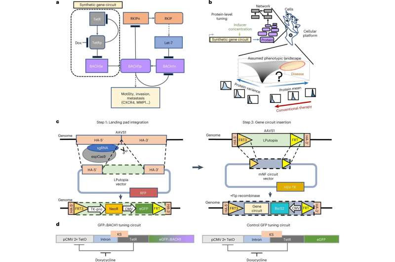 Rethinking the protein inhibitor approach to cancer therapy