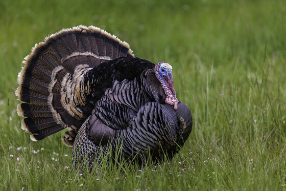 A male wild turkey sits in a grassy field during spring. 