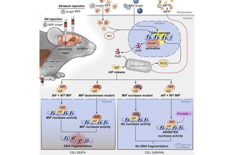 Chemical inhibitor blocks final path to cell death in mice with Parkinson’s symptoms