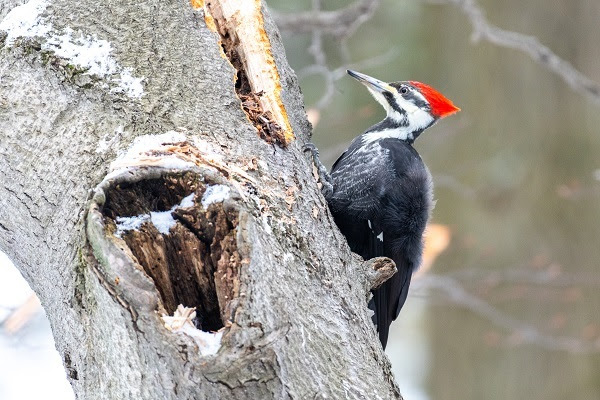red-headed pileated woodpecker, with black and white face striping, perches on a knotty, gnarled tree trunk, with a dusting of snow