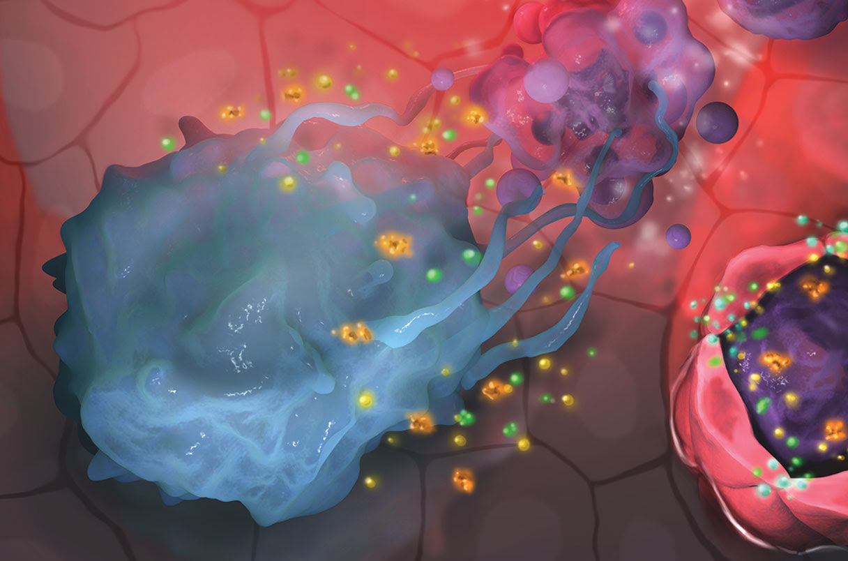 artist’s concept of dying neutrophil (purple) releasing putative inflammation-resolving lipids