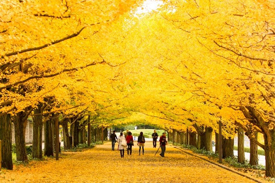 Những đường cây mùa thu đẹp nhất thế giới - Ảnh 10.