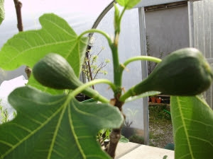 Early figs forming from the overwintered buds on last year's darker growth - 13.4.12
