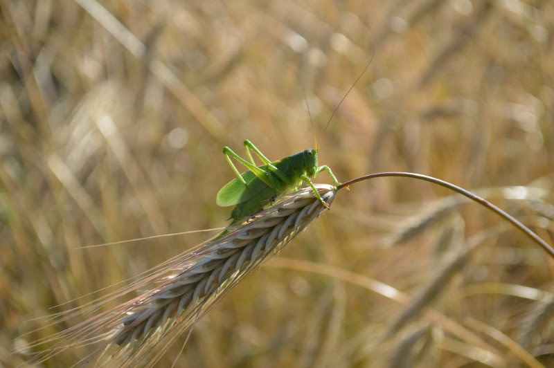 grasshopper sitting on wheat