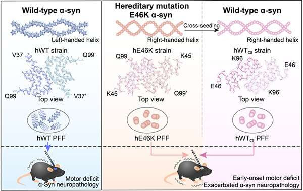 Researchers reveal mechanism for α-syn E46K-associated familial Parkinson's disease