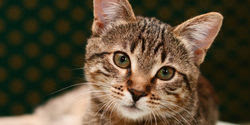 End horrific experiments on cats at SUNY College of Optometry