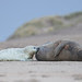 Seal -Zeehond by Wim Boon Fotografie