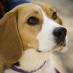 beagle_portrait_camry