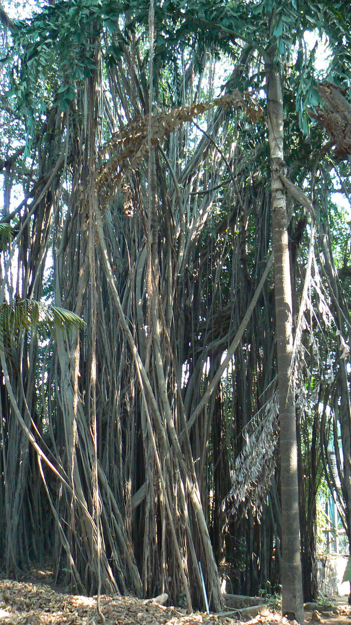 Ficus benghalensis L.