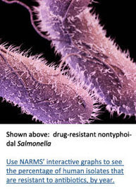 Medical drawing of drug-resistant nontyphoidal Salmonella