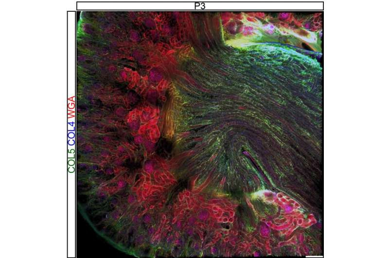 Research paves way for new kidney treatment, potential synthetic transplant options