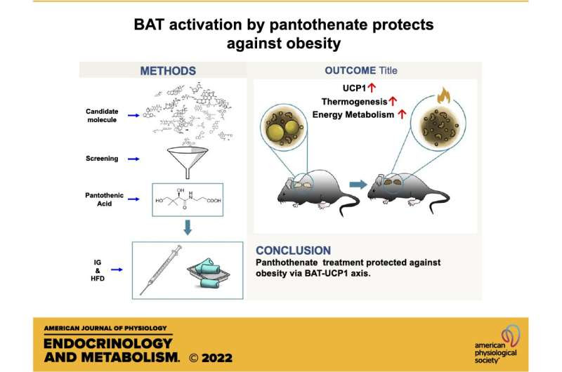 Vitamin B5 activates brown fat, aids weight loss in mice