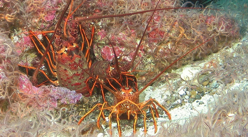 An underwater view of two spiny lobsters on the sea floor.