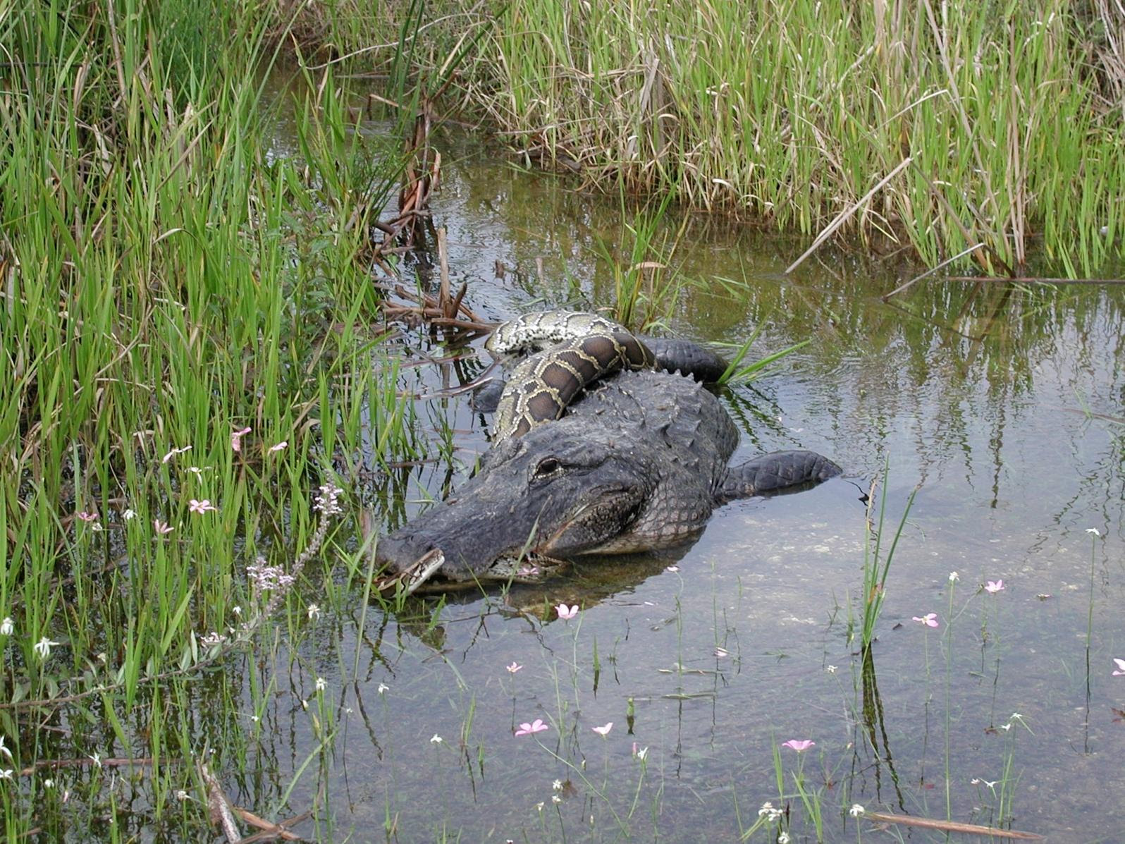 The State of the Everglades Pythons, Rising Seas and Rising Bridges