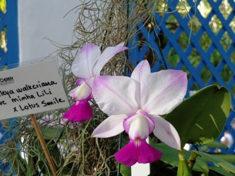 Cattleya walkeriana fantasia