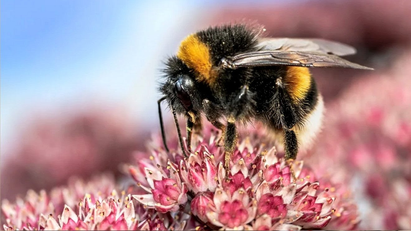 Fish and Wildlife Is Taking Comments on Environmental Threats to the American Bumble Bee   Bumblebeemain-1320x743