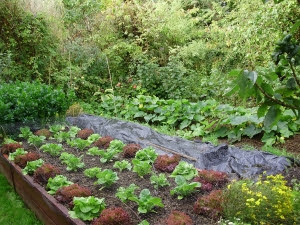 Lettuce planted after cabbage cleared - garlic will be planted in October Lettuce planted after cabbage cleared - garlic will be planted in October