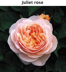 Juliet rose