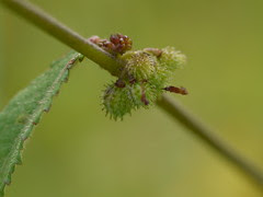 Triumfetta pentandra