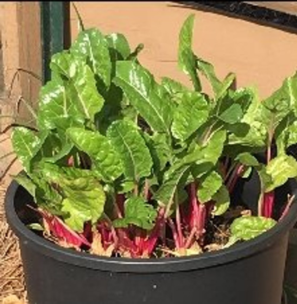 Planting Leafy Green Vegetable in a pot