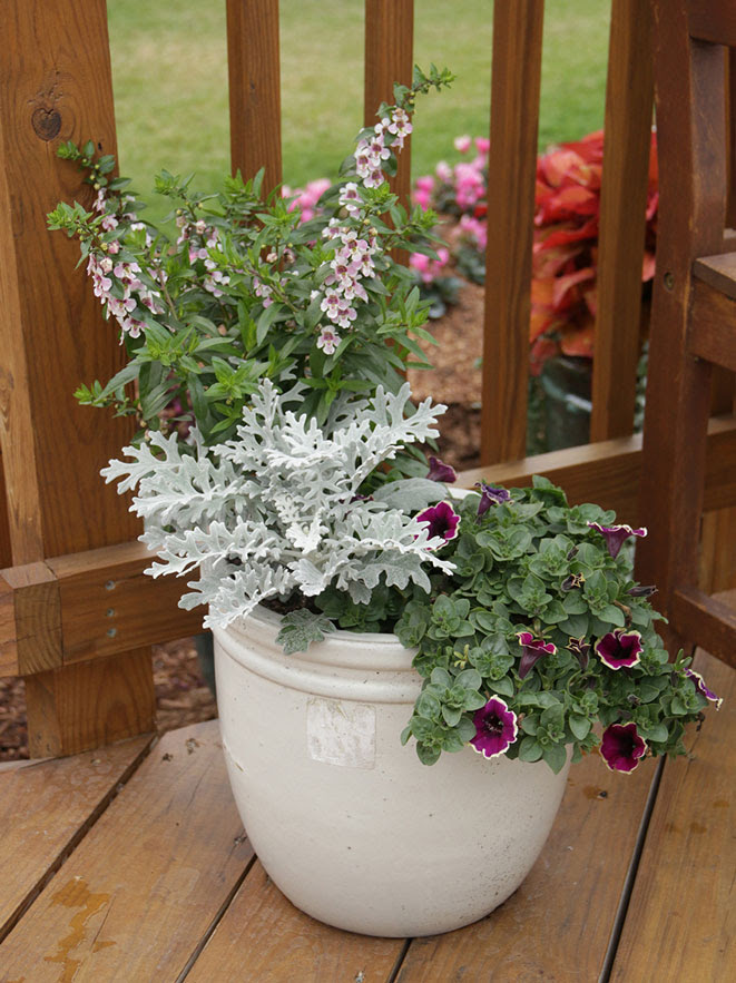 DESIGNING GORGEOUS CONTAINER GARDENS 1-Thriller-Filler-Spiller